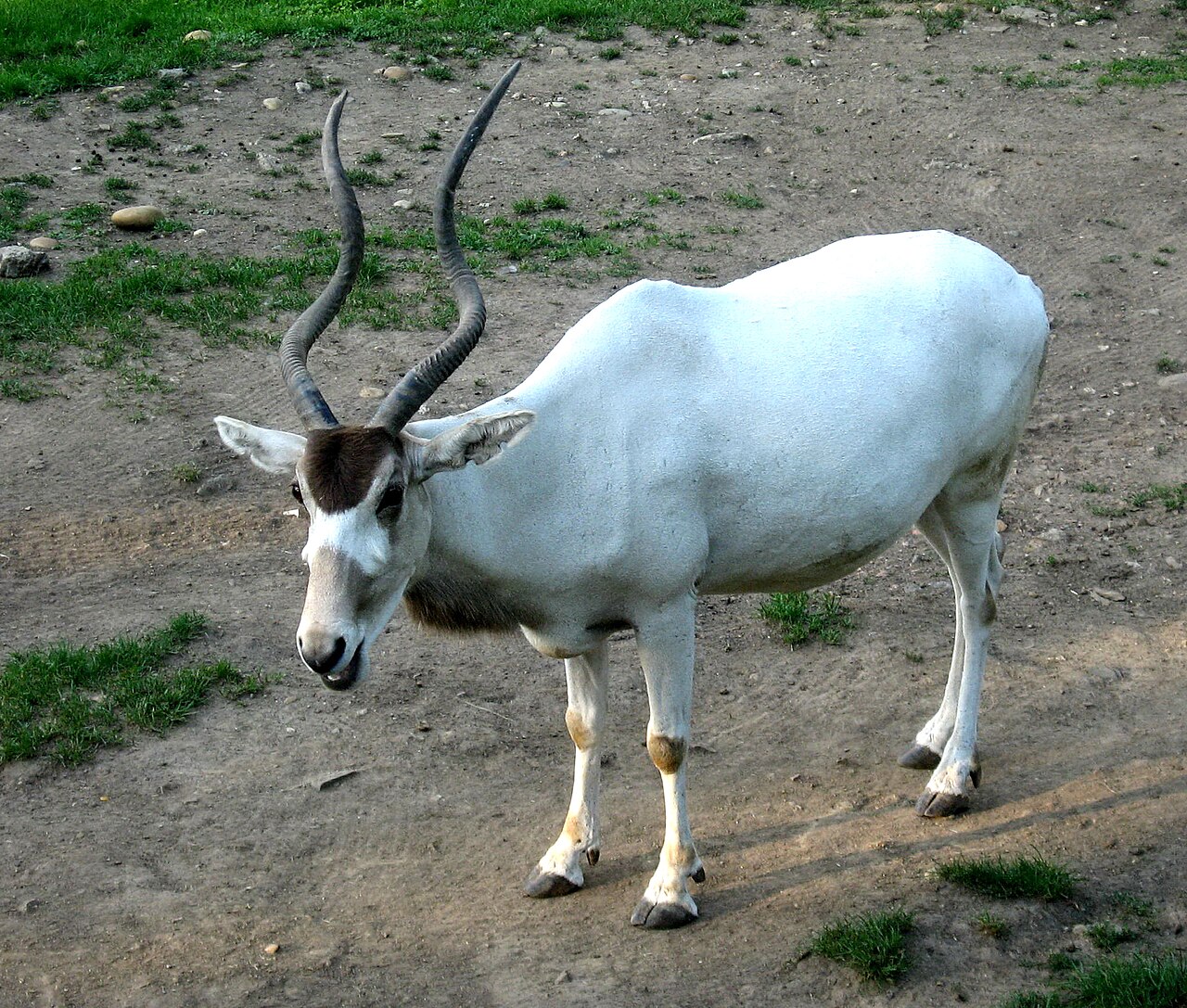 An addax with long corkscrew horns and a dark forehead patch standing on dry ground