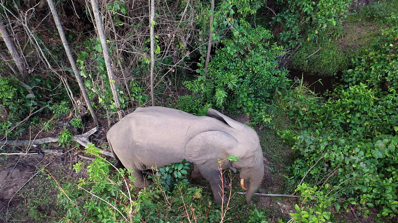 An African forest elephant standing among trees