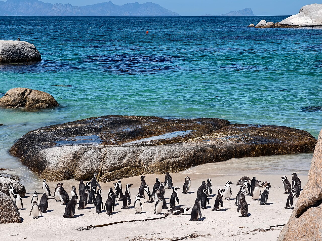 African penguins resting and walking on pale sand among granite boulders at Boulders Beach, Simon’s Town, South Africa.