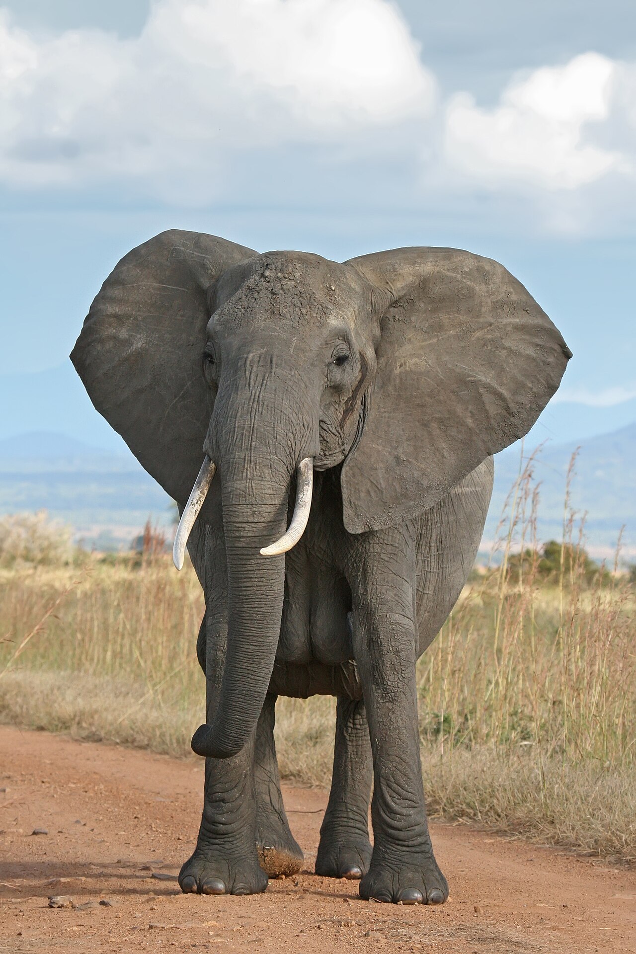 An African savanna elephant walking through dry bush