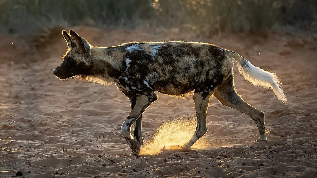 An African wild dog with a blotched coat and white tipped tail trotting across sand