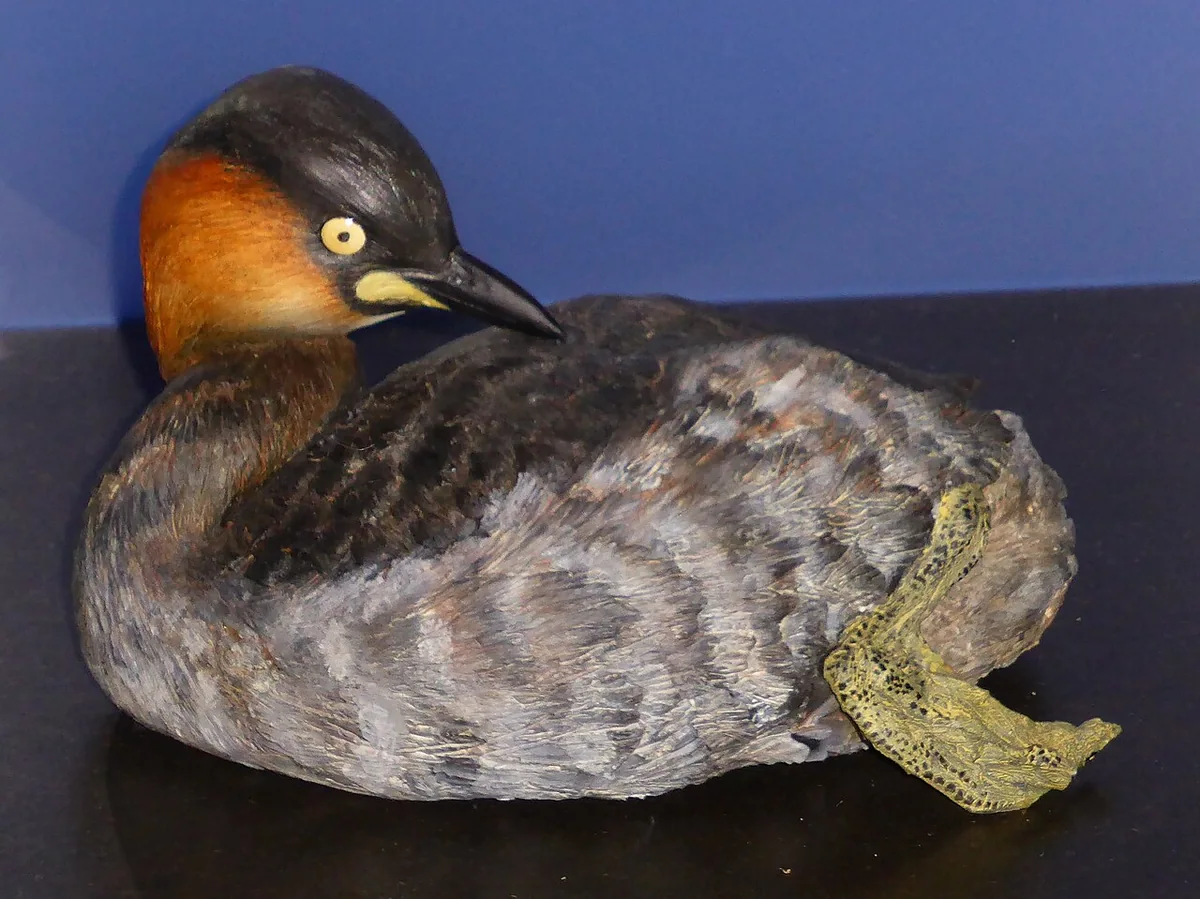 Photo of a mounted Alaotra grebe, a small brown diving bird with a rusty face
