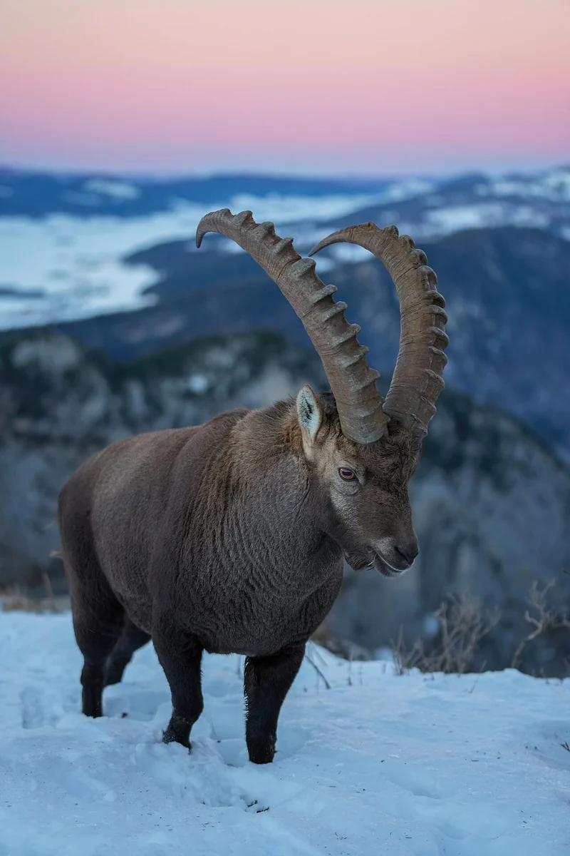An Alpine ibex with long curved horns standing on a rocky ridge at sunset