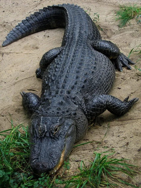 An American alligator resting at the edge of the water with its dark back showing