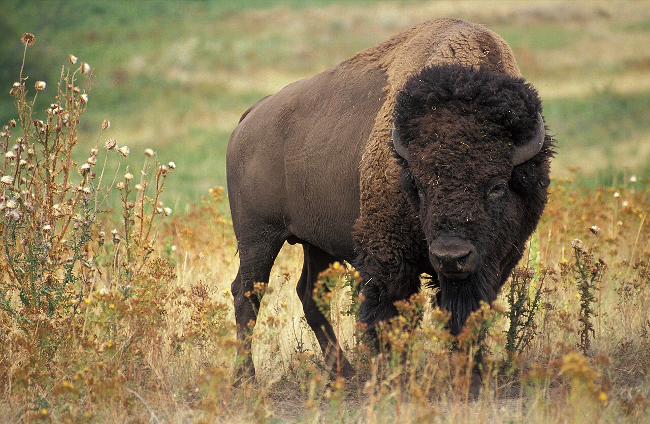 An American bison standing in dry grass