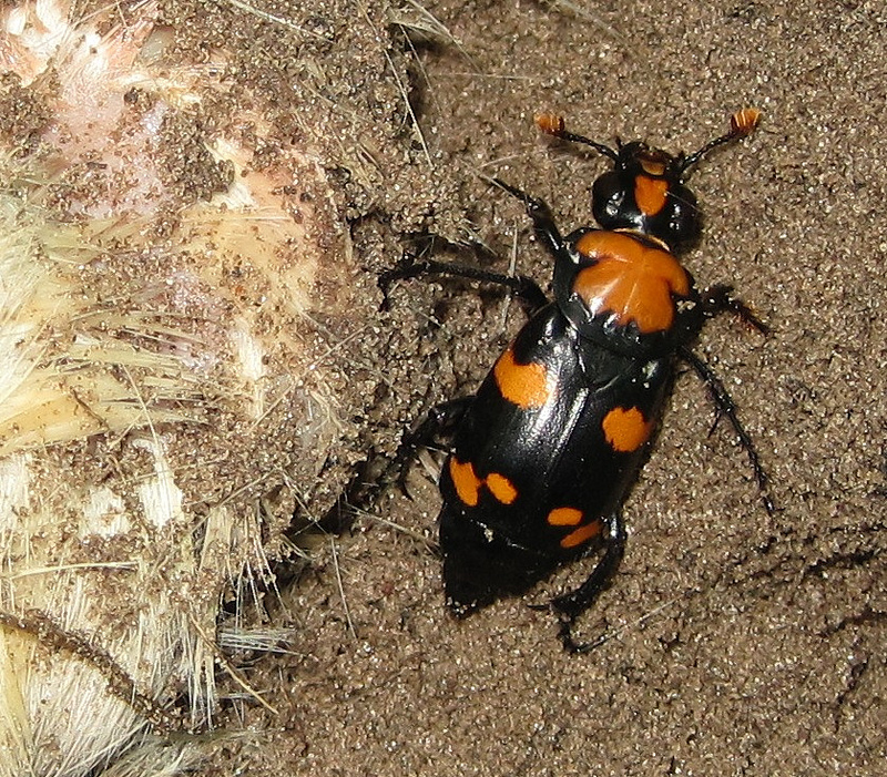 An American burying beetle, orange-and-black, on pale ground