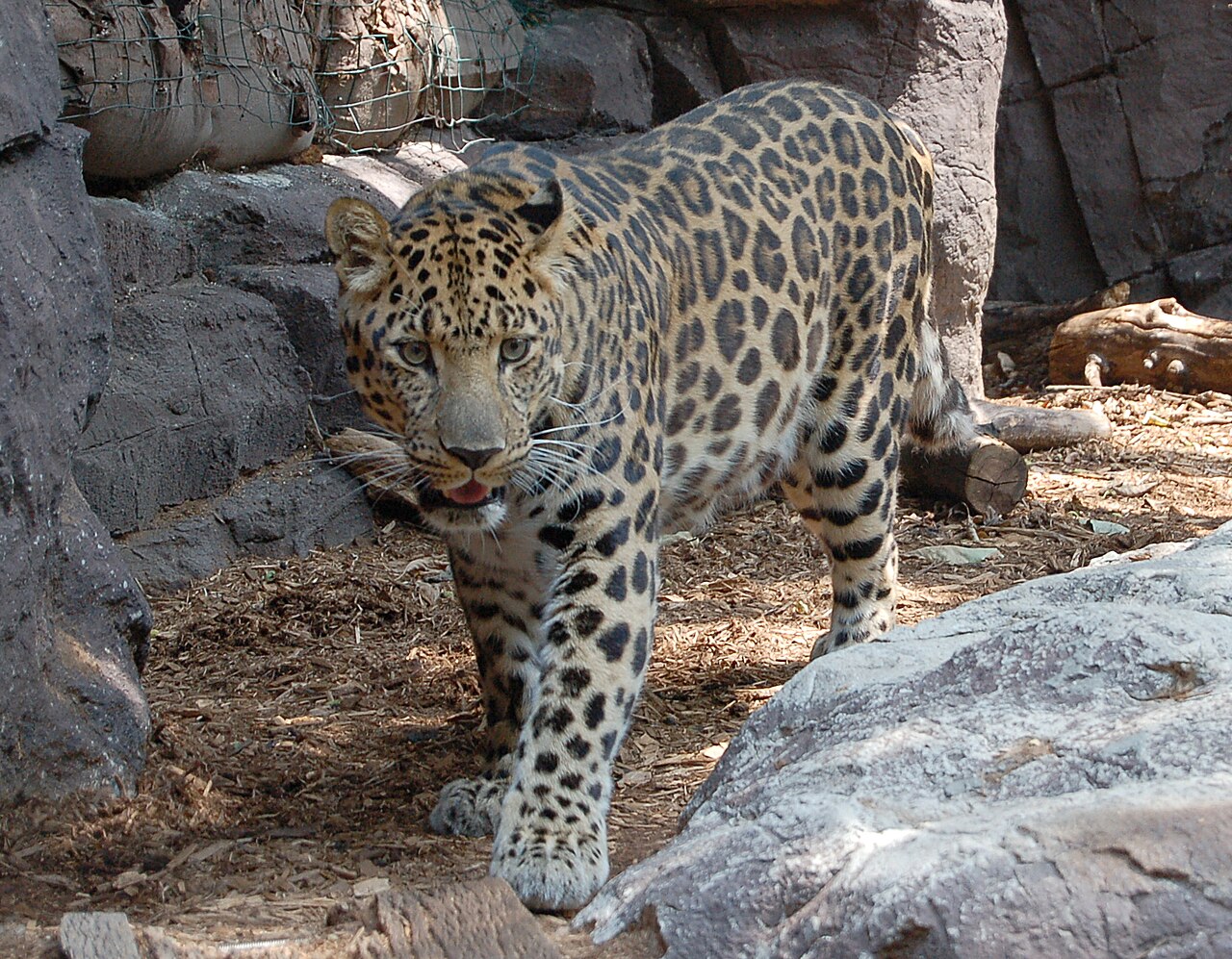 An Amur leopard facing forward, showing a thick spotted winter coat