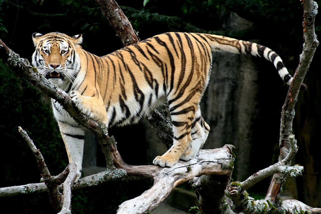 An Amur tiger walking through a snowy forest
