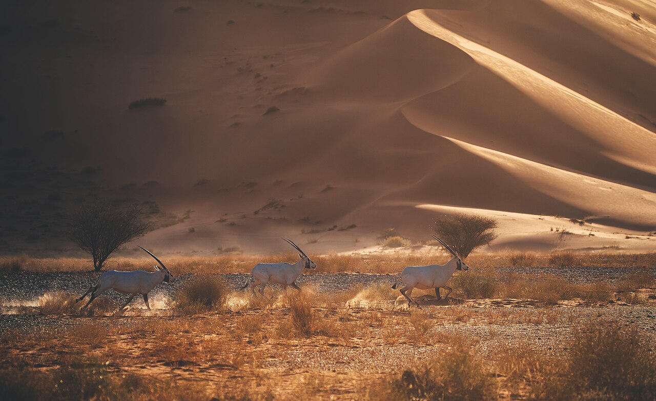 An Arabian oryx standing in desert scrub at Uruq Bani Ma’arid, Saudi Arabia
