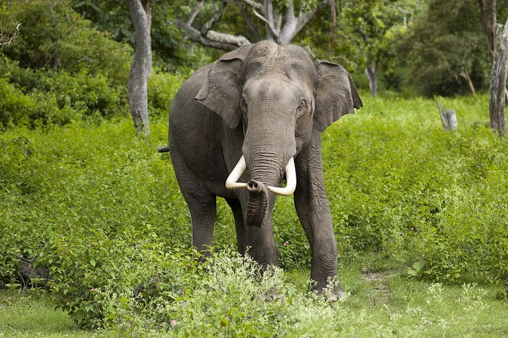 An Asian elephant bull with long white tusks walking through green undergrowth