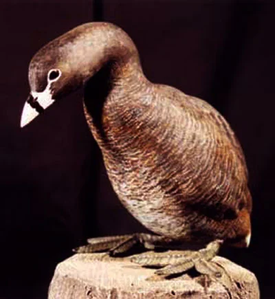 Mounted Atitlán grebe in a museum, a dark brown diving bird with a thick pale bill