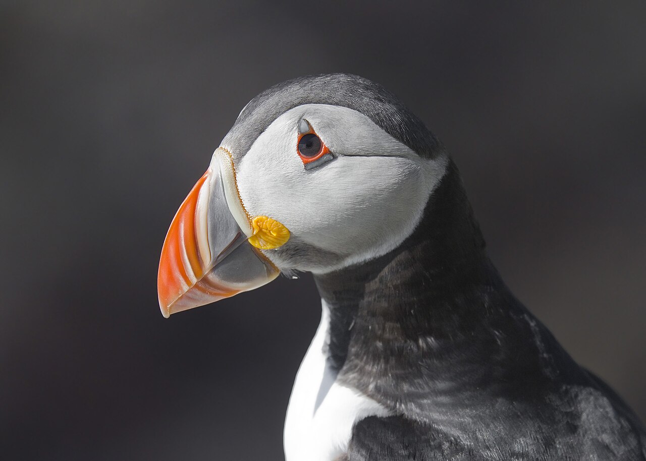 An Atlantic puffin in profile, showing the orange, yellow and blue-grey bill and the white face.