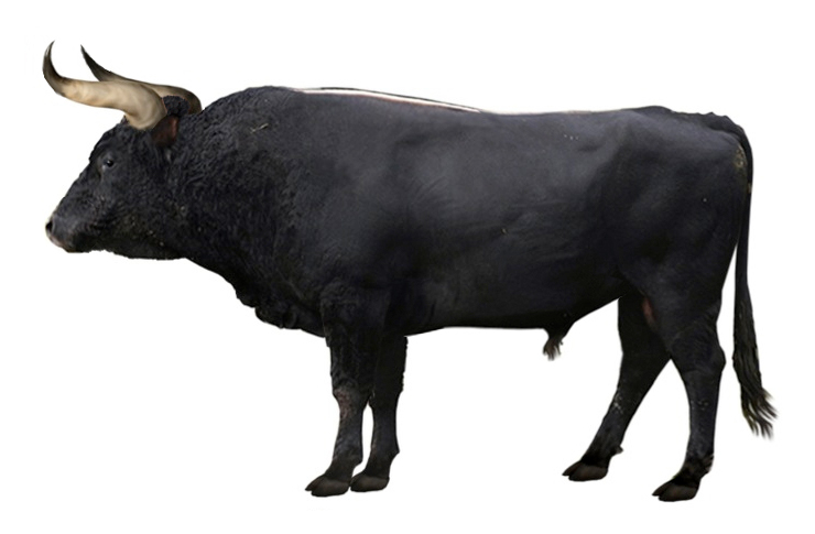 A reconstruction of a black aurochs bull with forward-curving horns
