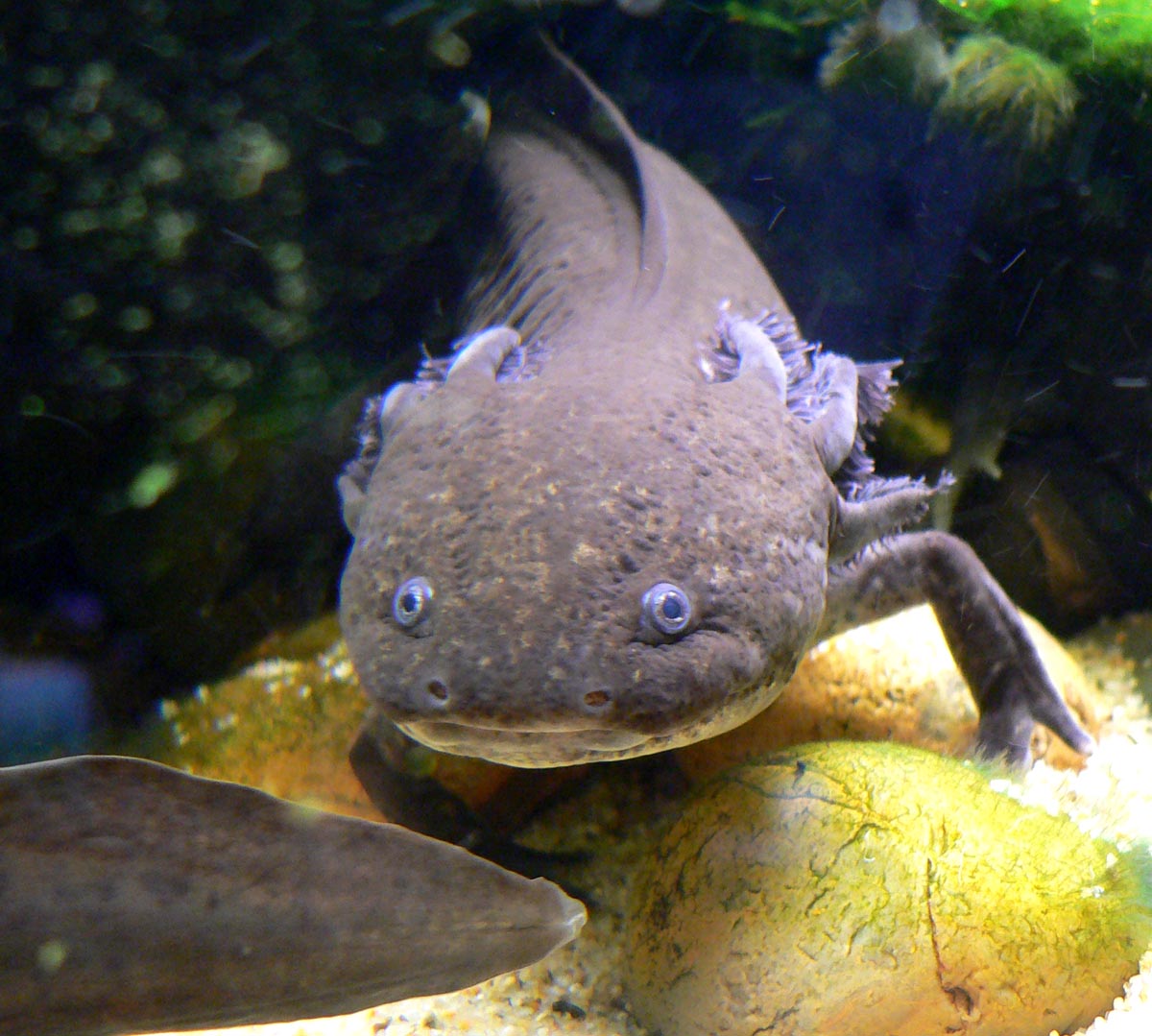 A wild-type dark axolotl facing the camera underwater among stones