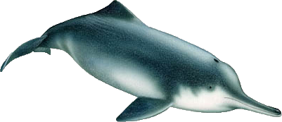 Scientific illustration of a baiji, a long-beaked river dolphin, on a dark background