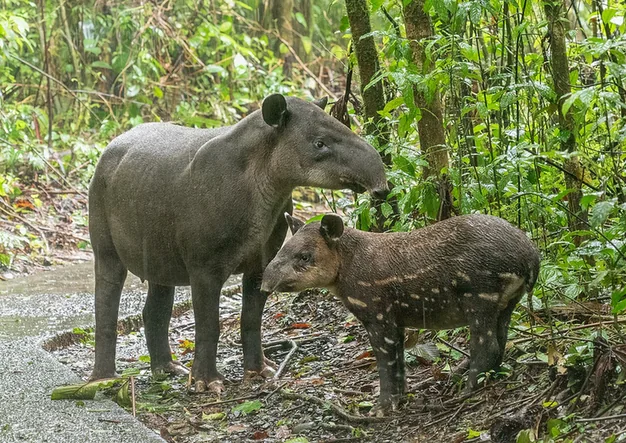A Baird's tapir mother and her striped young standing at the edge of a forest path