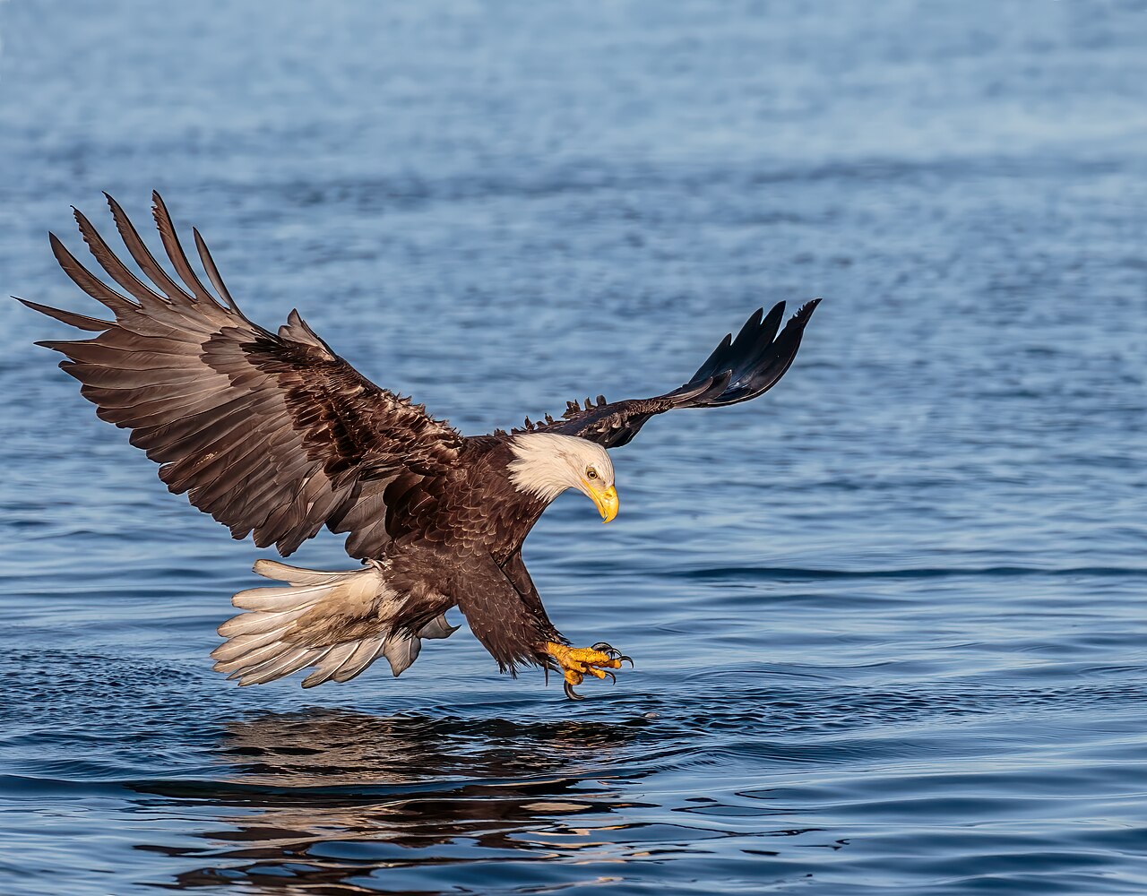 An adult bald eagle in flight over water, white head and tail showing