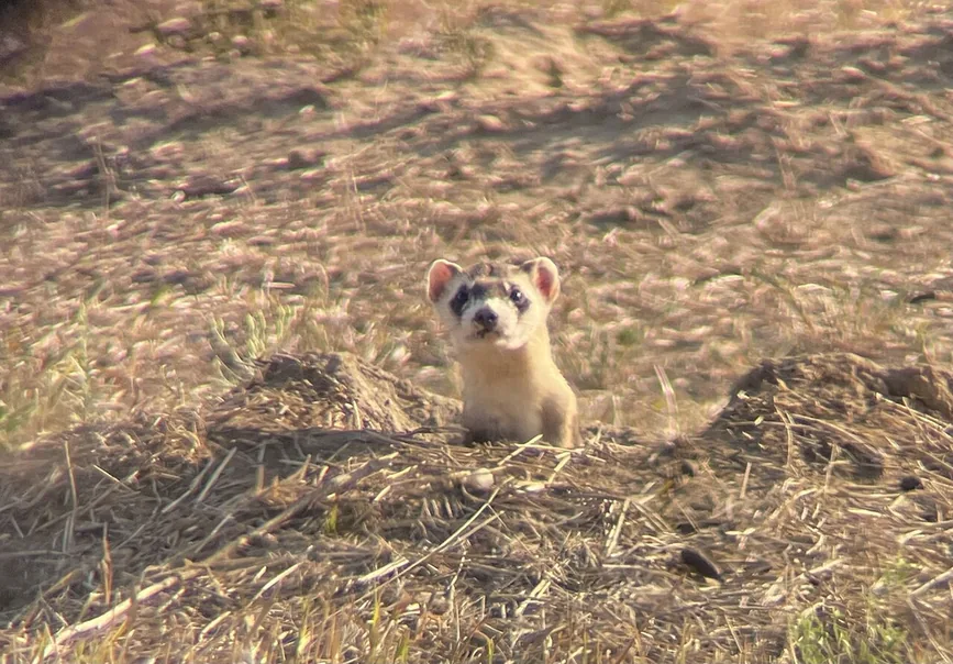 A black-footed ferret with a dark mask peering out over dry grass
