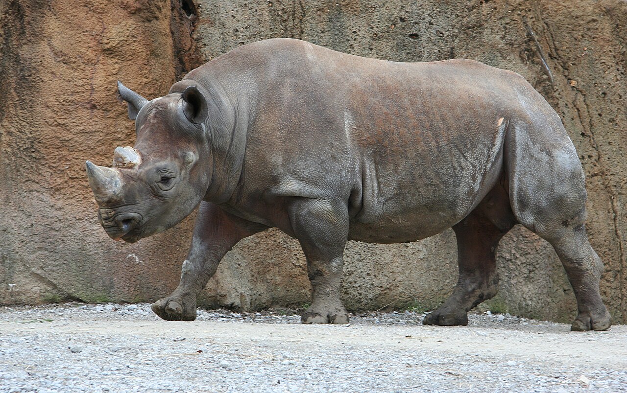 A black rhinoceros standing in open grassland