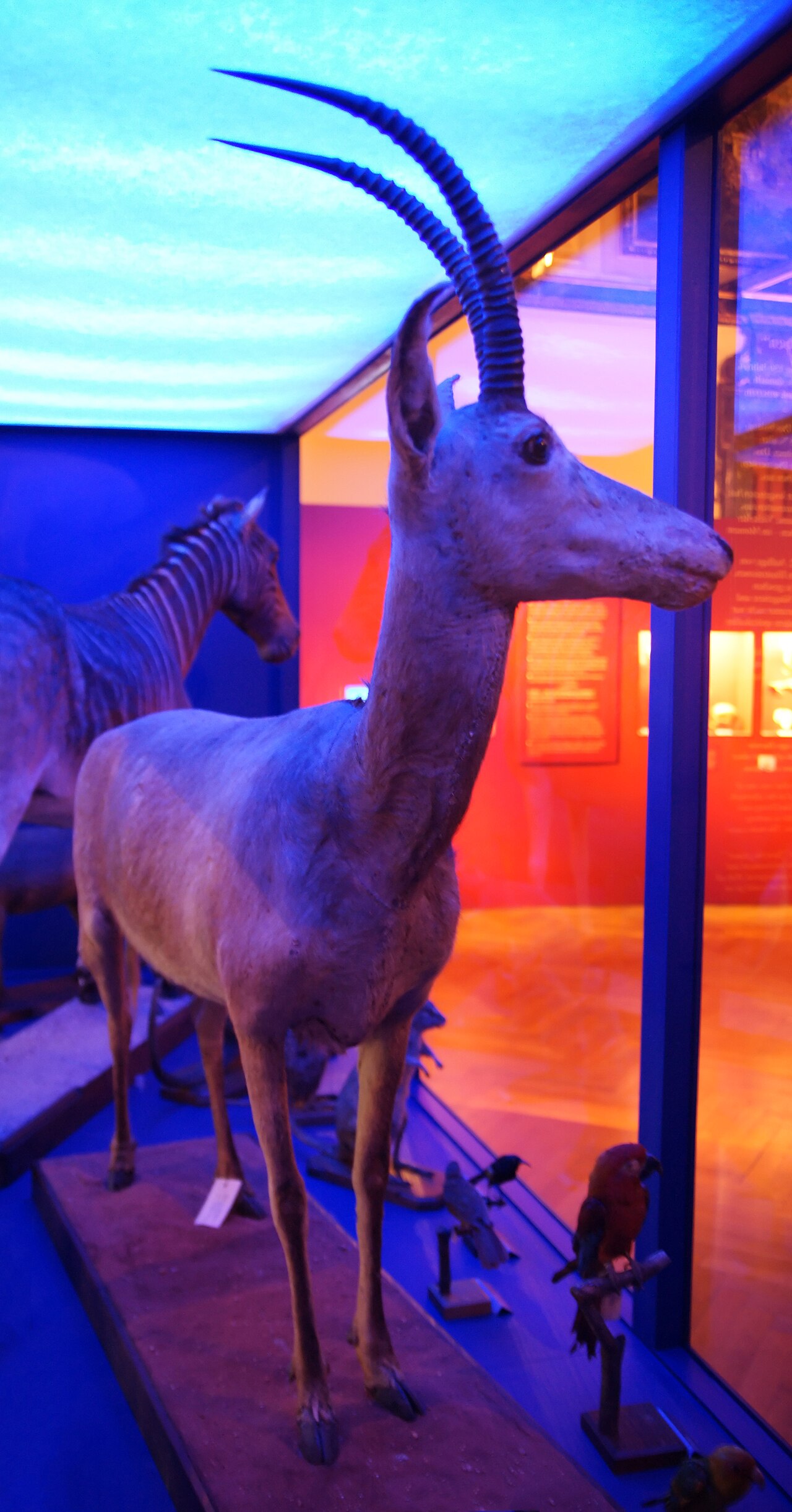 Taxidermy of a bluebuck, a grey-brown antelope with long ridged horns, in a museum