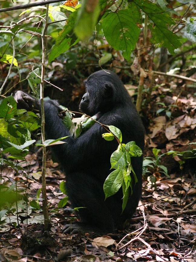 A bonobo with long black hair among green leaves