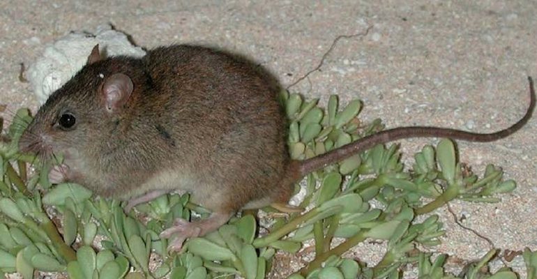 A Bramble Cay melomys on succulent plants and coral sand