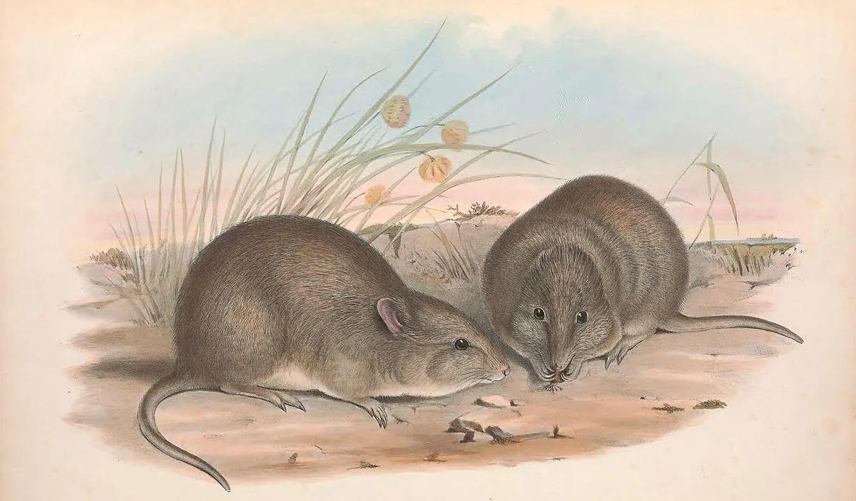 Old colour plate of two small grey brown rat kangaroos with short broad faces