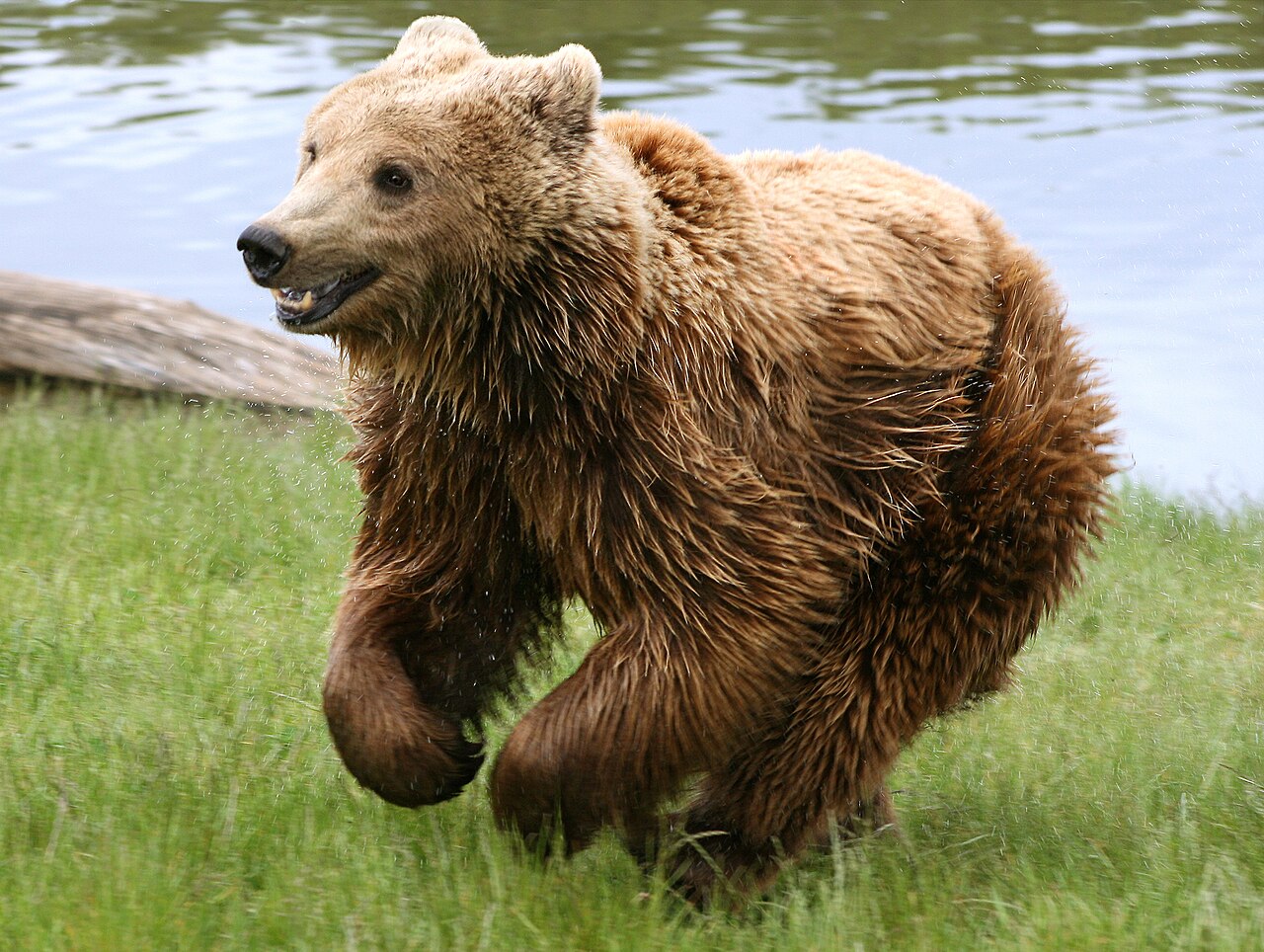 A brown bear running across mossy ground