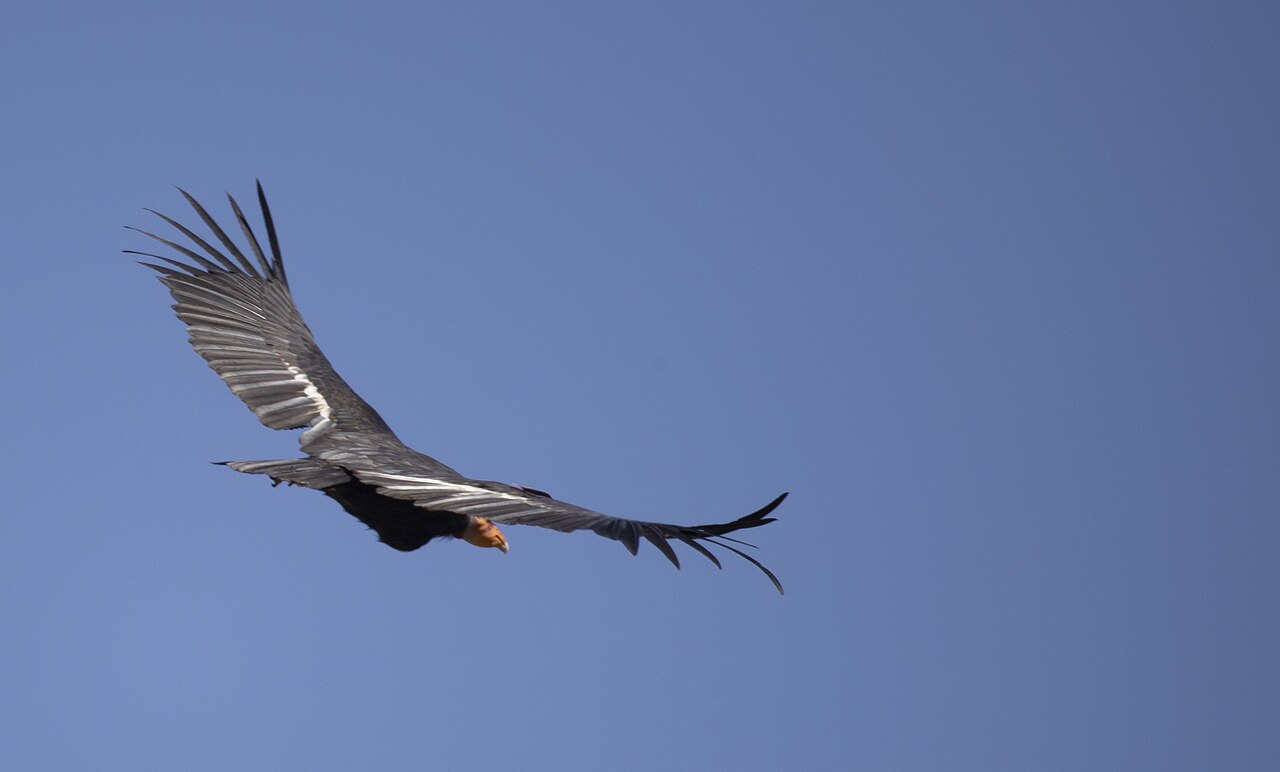 A California condor in flight at Bitter Creek National Wildlife Refuge, California, against a clear blue sky.