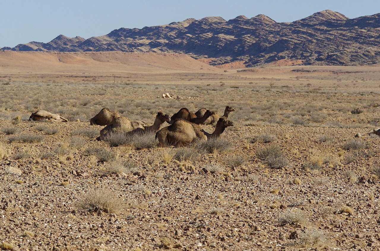A dromedary camel in profile