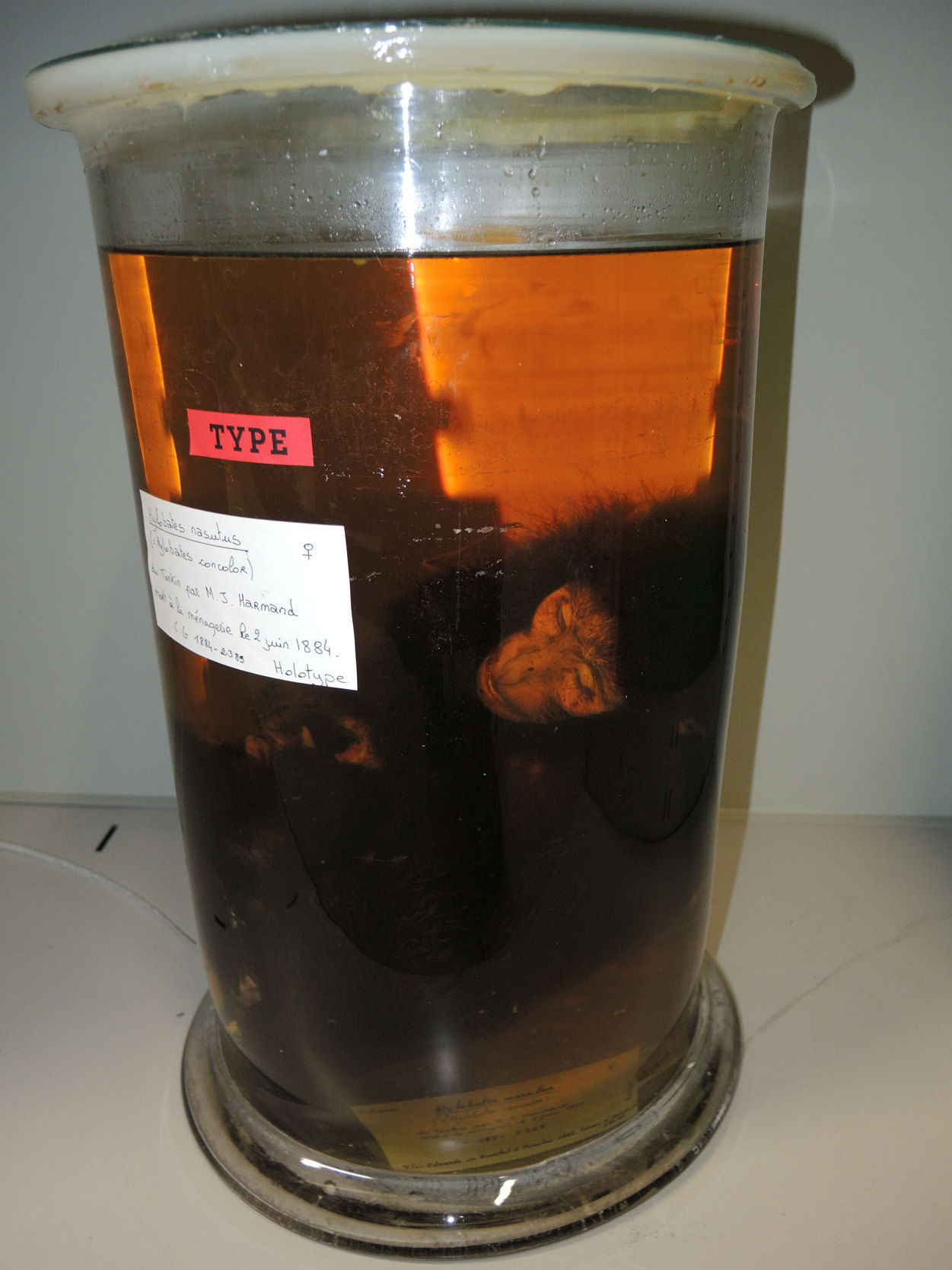 Preserved holotype of the Cao Vit gibbon in a museum jar, labelled Hylobates nasutus