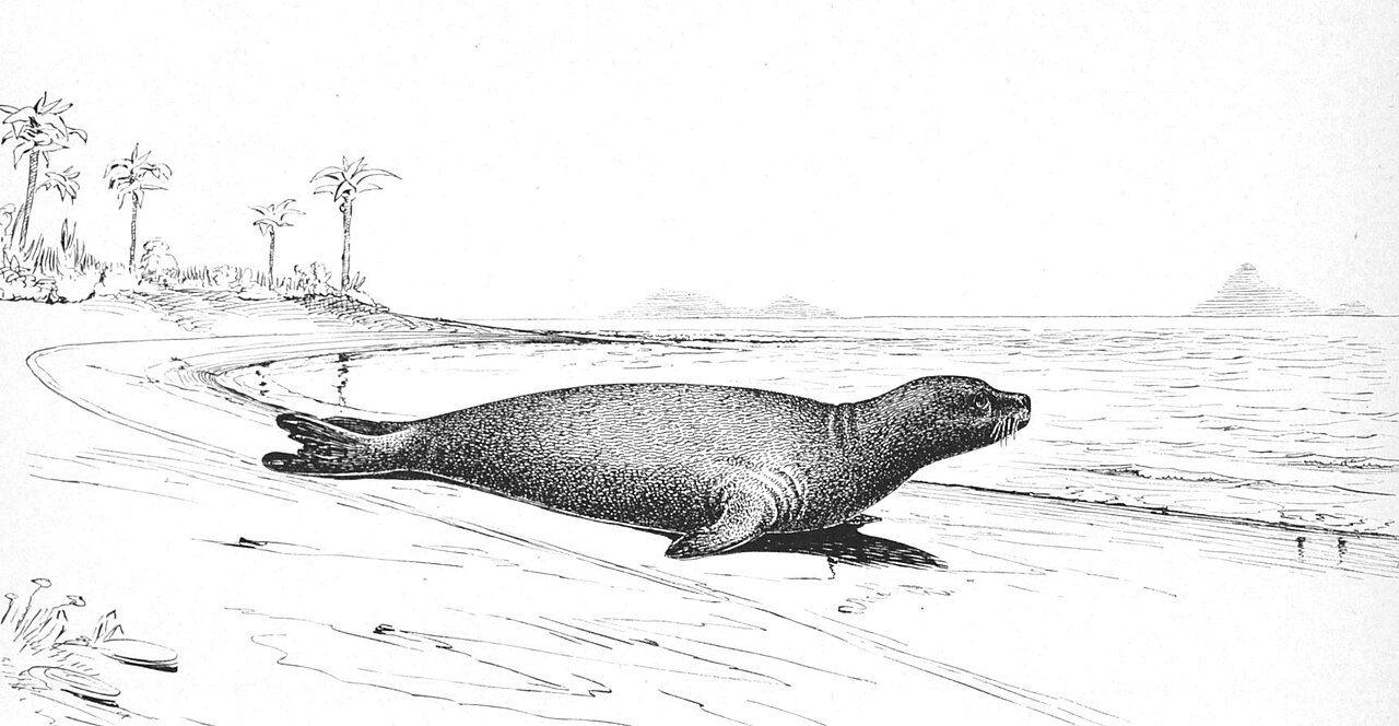 Historical engraving of a Caribbean monk seal lying on a tropical beach