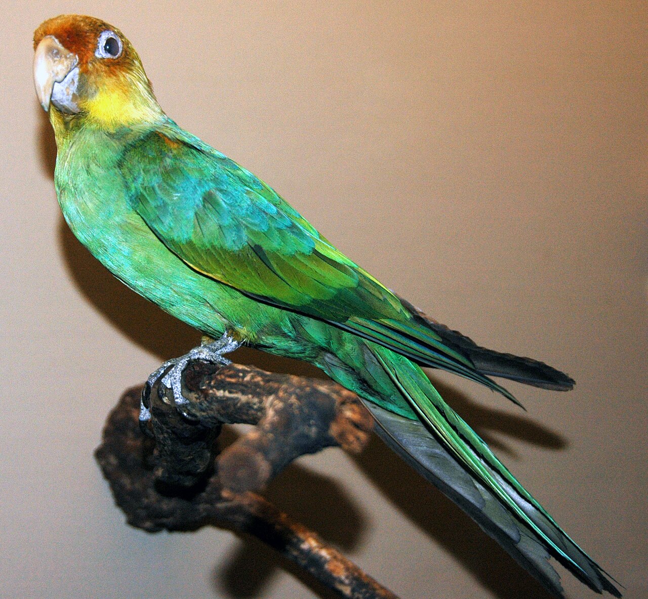 A museum mount of a Carolina parakeet, green with an orange-yellow head