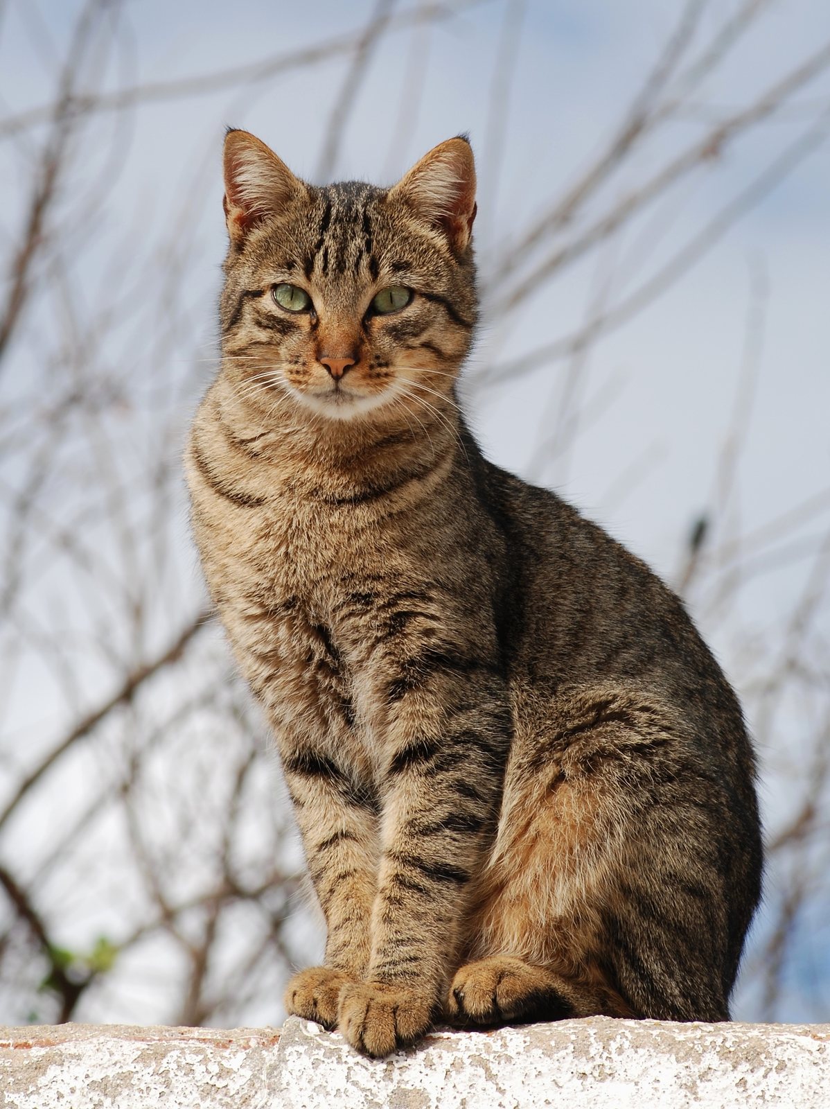 A young tabby cat in Portugal.