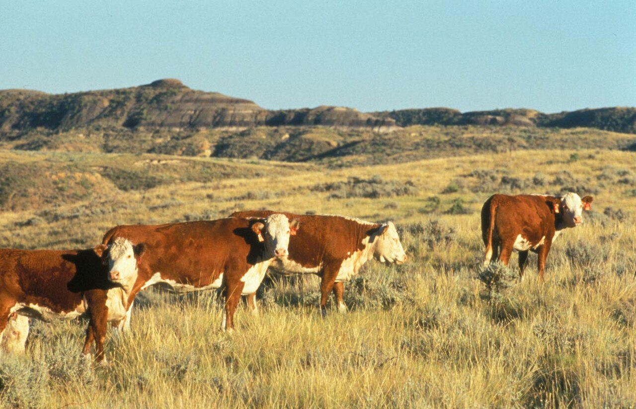 Hereford cattle standing in a pasture