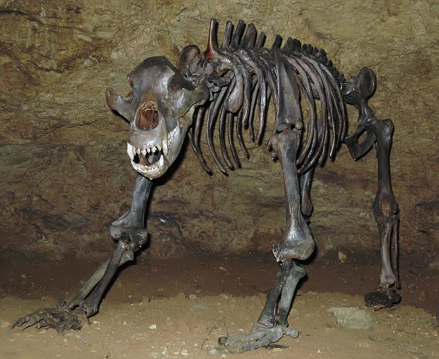 Mounted cave bear skeleton in a cave, seen from the front and side