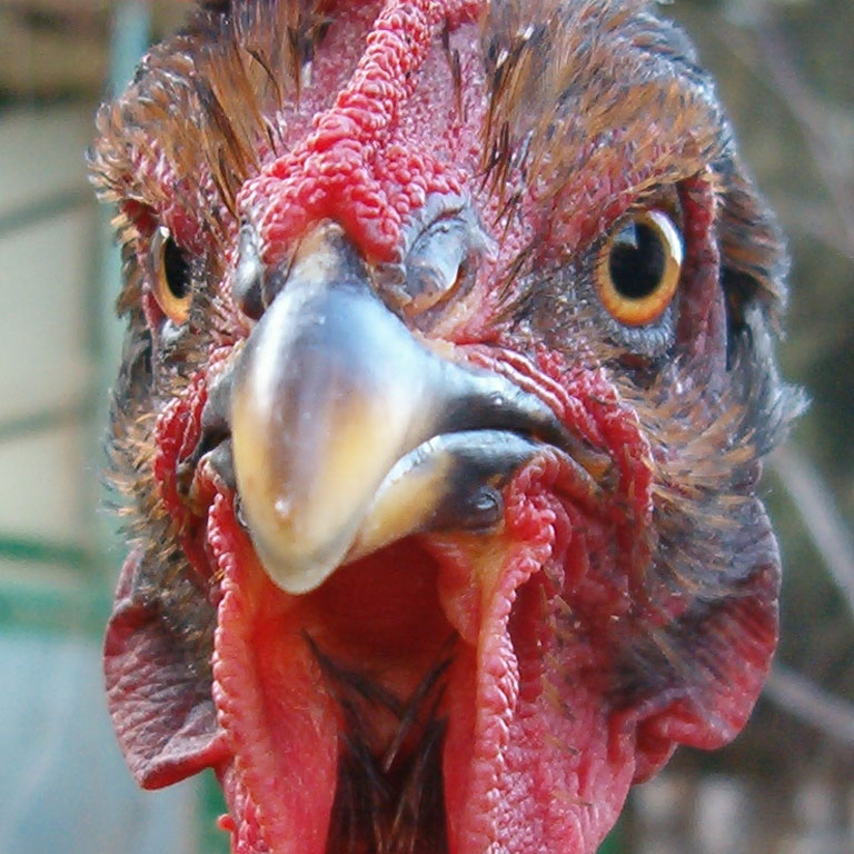 A domestic chicken standing in dry grass