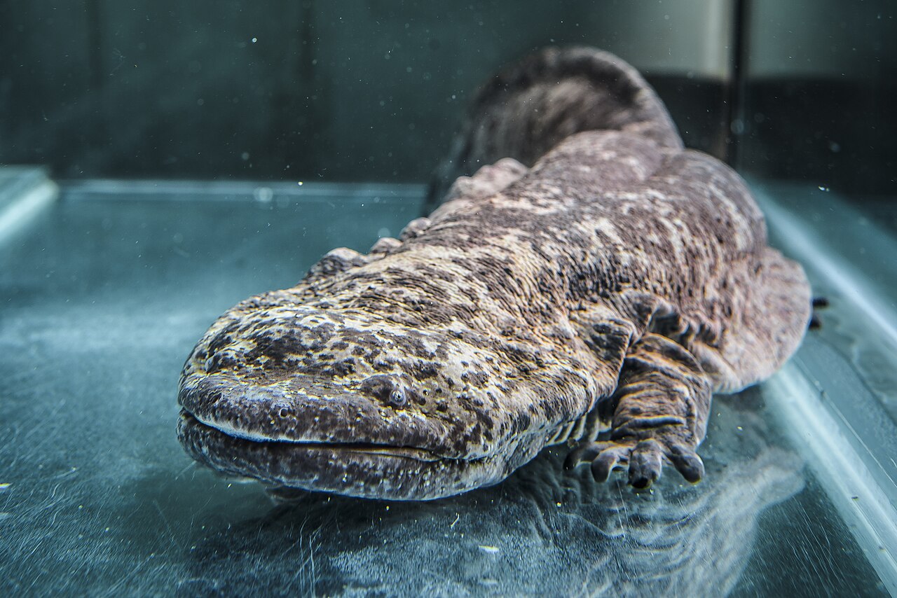 A Chinese giant salamander underwater in a zoo tank, showing a broad flat head and wrinkled skin