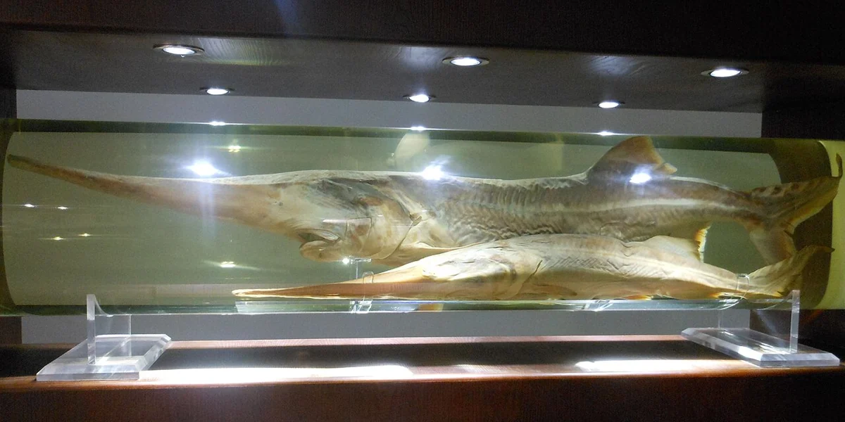 Preserved Chinese paddlefish in a museum, a long grey fish with a pointed snout