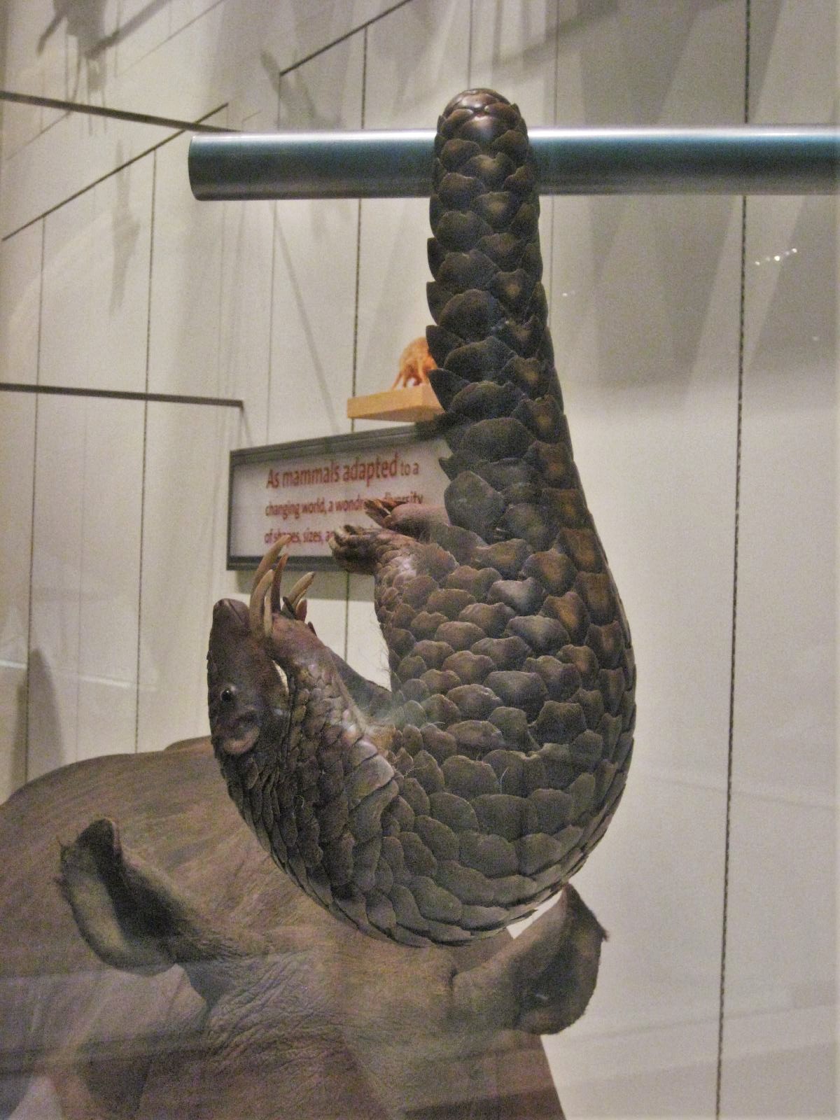 A Chinese pangolin walking, showing overlapping keratin scales