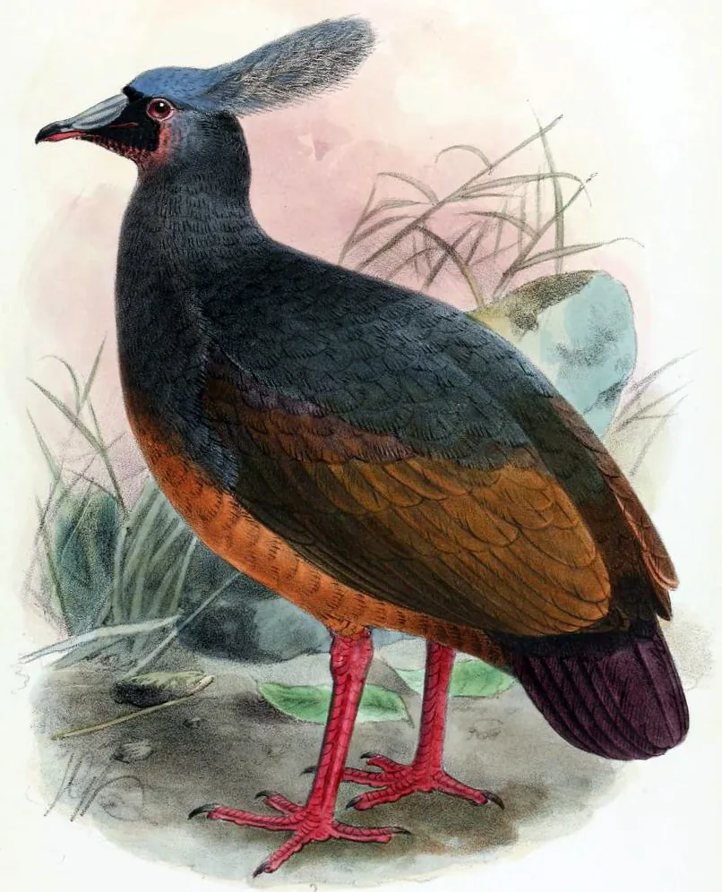 Old colour plate of a Choiseul pigeon, a blue grey pigeon with a fan shaped crest