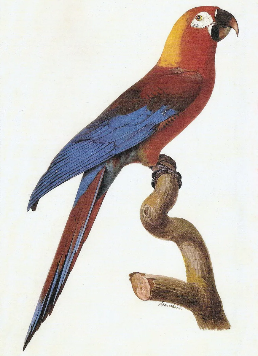 Watercolour from about 1800 of a Cuban macaw, a red parrot with yellow and blue feathers