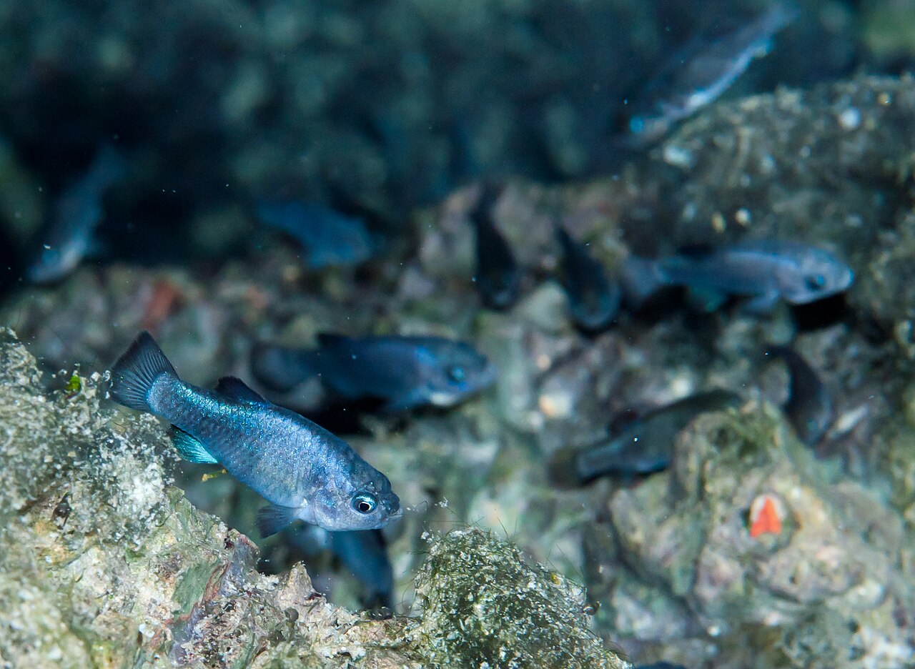 Iridescent blue Devils Hole pupfish swimming over the cavern’s rocky shelf