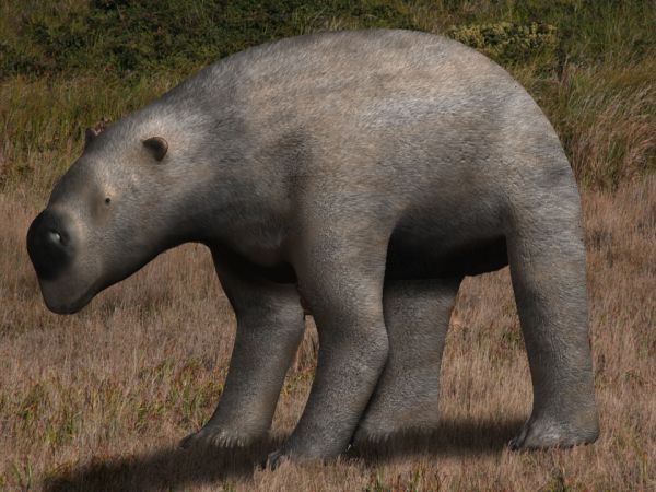 Scientific reconstruction of a Diprotodon standing in dry grassland