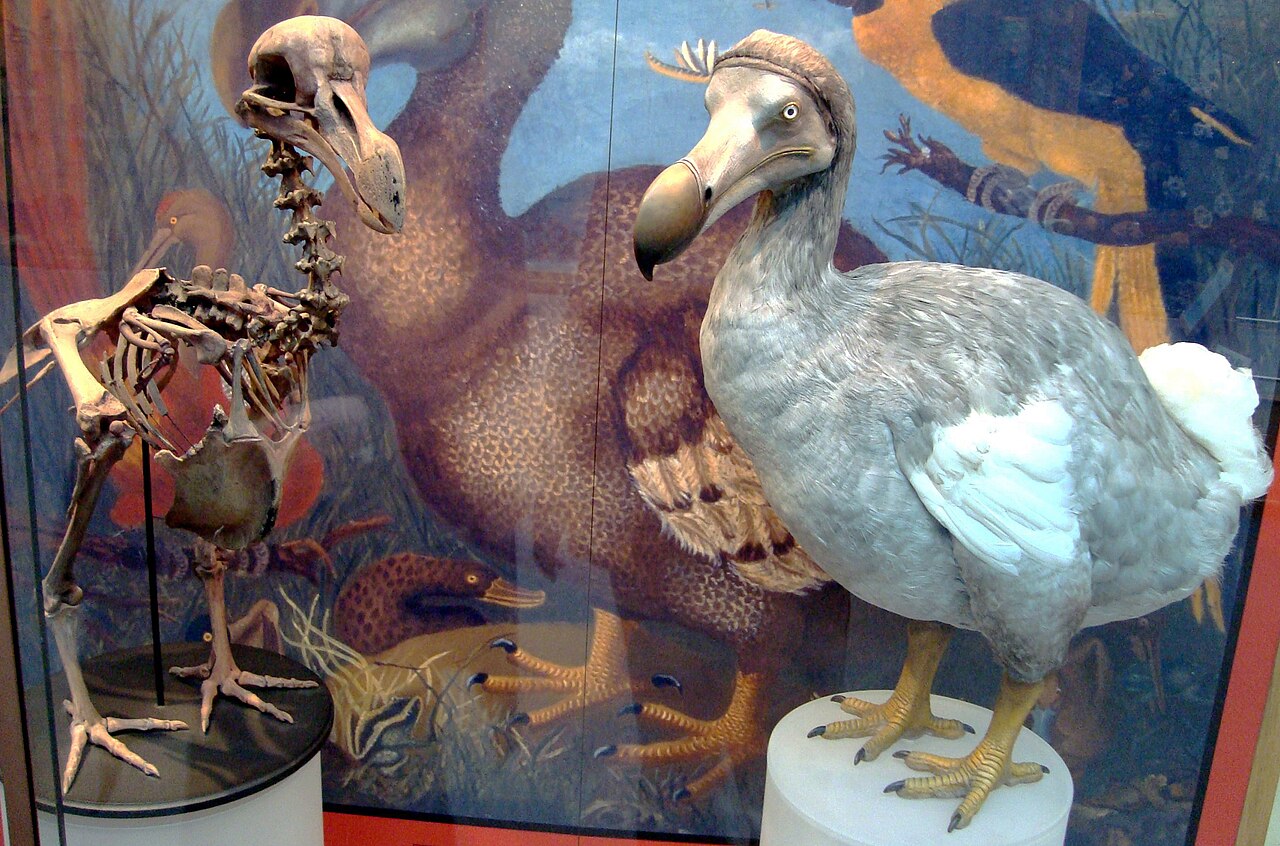 Oxford museum display with a dodo skeleton and a feathered reconstruction