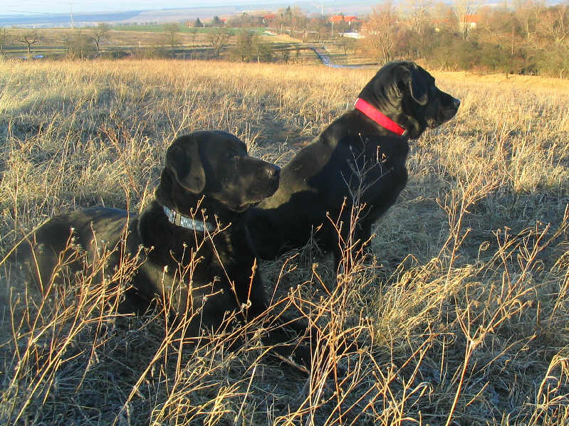 Two black Labrador retrievers with collars in dry grass