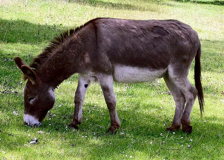 A donkey grazing at Clovelly, North Devon, England.