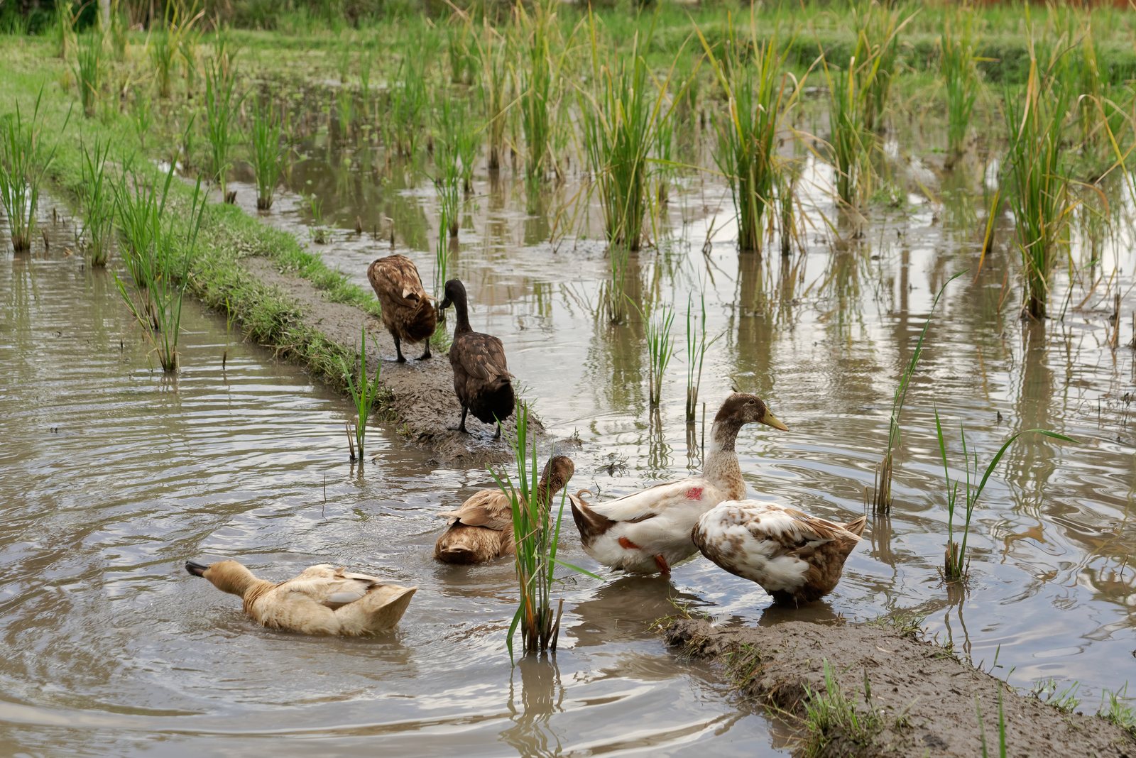 Domestic ducks in the paddy fields near Ubud, Bali, Indonesia.