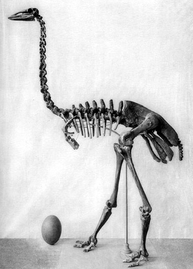 Historical museum photograph of an elephant-bird skeleton standing beside a huge egg