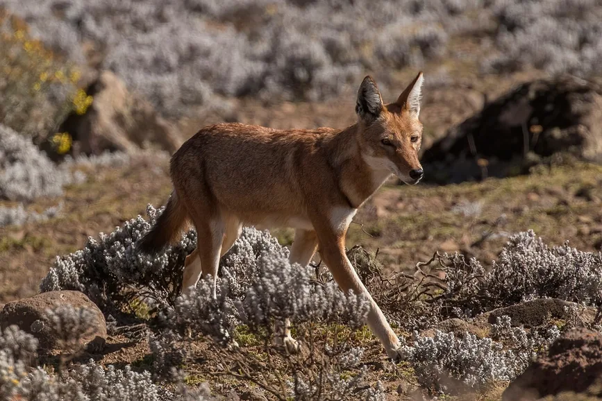 An Ethiopian wolf with a red coat and white throat walking among low silvery shrubs